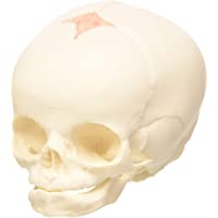 Los mejores  - 3B Scientific A25 Modelo de anatomía humana Cráneo de Feto + software de anatomía gratuito - 3B Smart Anatomy